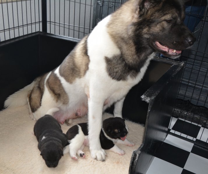 Moeder met pups 16 dagen