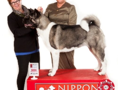 Nippon Inu club match