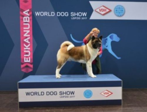 World Dogshow 2017 Leipzig (EN)
