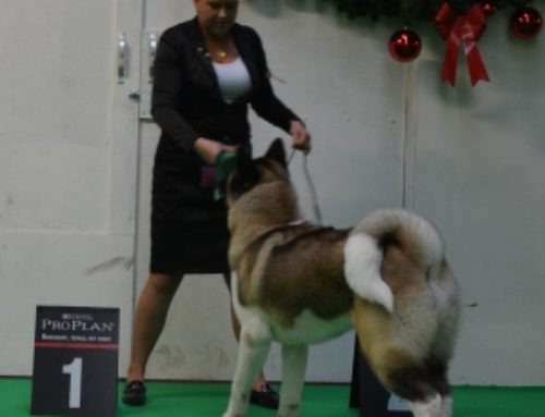 De kerstshow 21-12-2014