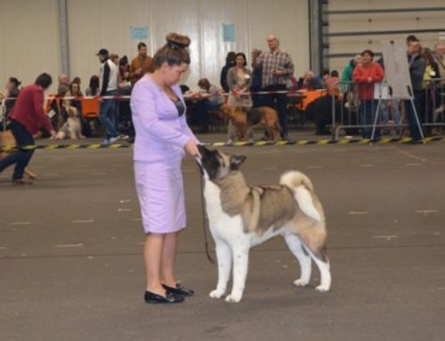 Branco Belgium Junior Champion (EN)