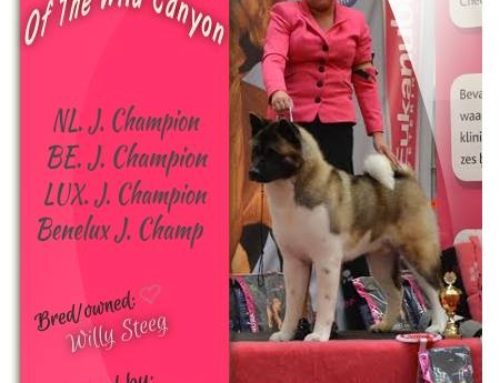 Antwerpen BRABO dogshow 2015 (EN)